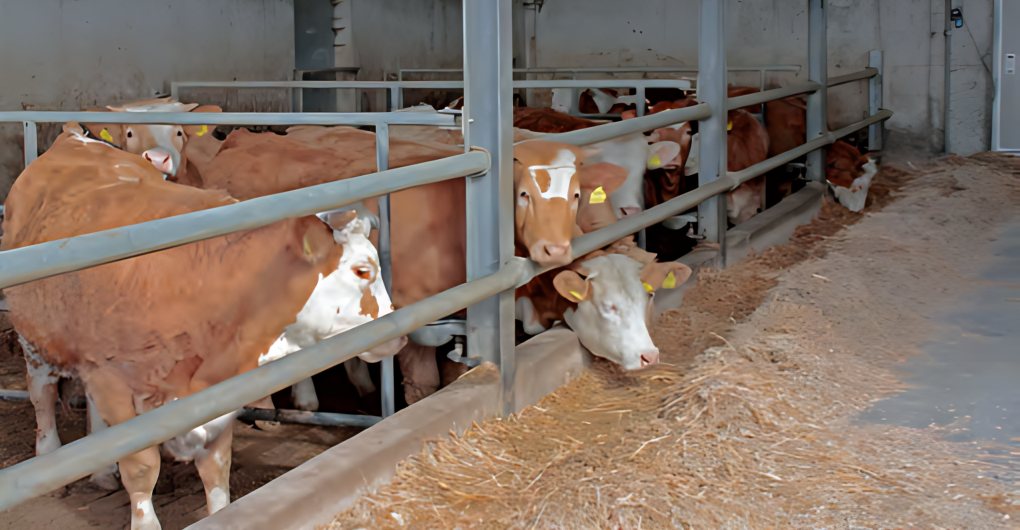 Le mucche dell’azienda nella stalla, affacciate sul fieno della mangiatoia
